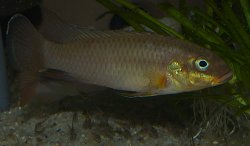 Pelvicachromis taeniatus wouri - Click for species data page